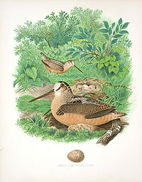 Gentry Chromolithograph Bird, Nest American Woodcock - Panteek Antique Prints