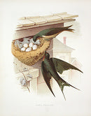Gentry Chromolithograph Bird, Nest Barn Swallow - Panteek Antique Prints