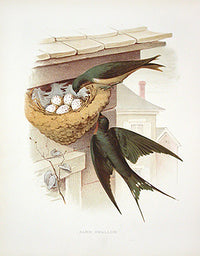 Gentry Chromolithograph Bird, Nest Barn Swallow - Panteek Antique Prints