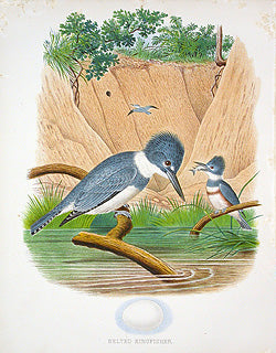 Gentry Chromolithograph Bird, Nest Belted Kingfisher