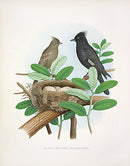 Gentry Chromolithograph Bird, Nest Black-crested Flycatcher - Panteek Antique Prints