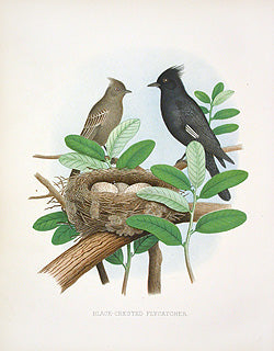 Gentry Chromolithograph Bird, Nest Black-crested Flycatcher