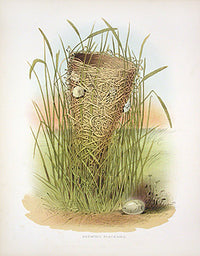 Gentry Chromolithograph Bird, Nest Blackbird Nest & Egg - Panteek Antique Prints