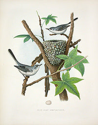 Gentry Chromolithograph Bird, Nest Blue Gray Gnatcatcher - Panteek Antique Prints