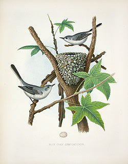 Gentry Chromolithograph Bird, Nest Blue Gray Gnatcatcher