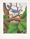 Gentry Chromolithograph Bird, Nest Blue Jay - Panteek Antique Prints