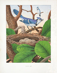 Gentry Chromolithograph Bird, Nest Blue Jay - Panteek Antique Prints