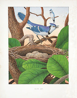 Gentry Chromolithograph Bird, Nest Blue Jay