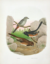 Gentry Chromolithograph Bird, Nest Catbird - Panteek Antique Prints