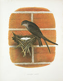 Gentry Chromolithograph Bird, Nest Chimney Swift - Panteek Antique Prints