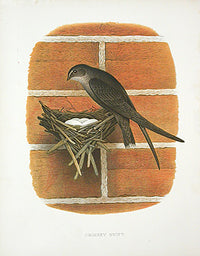Gentry Chromolithograph Bird, Nest Chimney Swift - Panteek Antique Prints