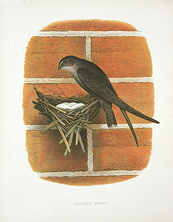 Gentry Chromolithograph Bird, Nest Chimney Swift
