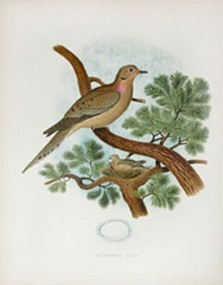 Gentry Chromolithograph Bird, Nest Dove