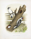 Gentry Chromolithograph Bird, Nest Downy Woodpecker - Panteek Antique Prints