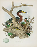 Gentry Chromolithograph Bird, Nest Green Heron - Panteek Antique Prints