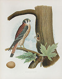 Gentry Chromolithograph Bird, Nest Hawk