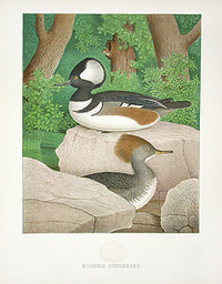 Gentry Chromolithograph Bird, Nest Hooded Sheldrake - Panteek Antique Prints