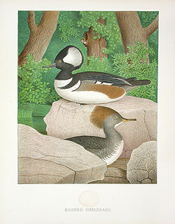 Gentry Chromolithograph Bird, Nest Hooded Sheldrake
