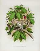 Gentry Chromolithograph Bird, Nest Hummingbird - Panteek Antique Prints