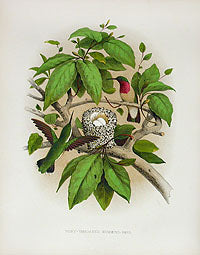 Gentry Chromolithograph Bird, Nest Hummingbird