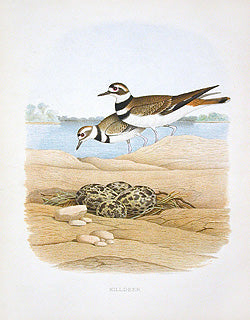Gentry Chromolithograph Bird, Nest Killdeer