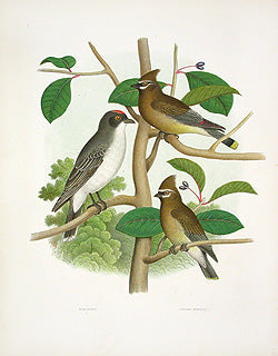 Gentry Chromolithograph Bird, Nest Kingbird