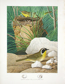 Gentry Chromolithograph Bird, Nest Maryland yellow-throat - Panteek Antique Prints