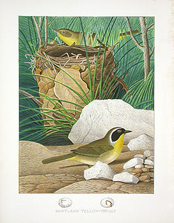 Gentry Chromolithograph Bird, Nest Maryland yellow-throat