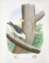 Gentry Chromolithograph Bird, Nest Nuthatch - Panteek Antique Prints