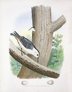 Gentry Chromolithograph Bird, Nest Nuthatch