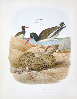 Gentry Chromolithograph Bird, Nest Oystercatcher