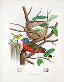 Gentry Chromolithograph Bird, Nest Painted Bunting - Panteek Antique Prints