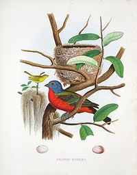 Gentry Chromolithograph Bird, Nest Painted Bunting - Panteek Antique Prints