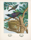 Gentry Chromolithograph Bird, Nest Purple Grackle - Panteek Antique Prints