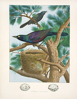 Gentry Chromolithograph Bird, Nest Purple Grackle