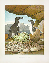 Gentry Chromolithograph Bird, Nest Razor-billed Auk - Panteek Antique Prints