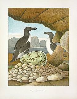 Gentry Chromolithograph Bird, Nest Razor-billed Auk