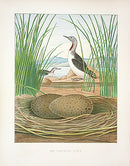 Gentry Chromolithograph Bird, Nest Red-throated Diver - Panteek Antique Prints