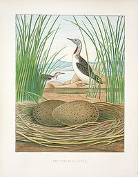 Gentry Chromolithograph Bird, Nest Red-throated Diver - Panteek Antique Prints