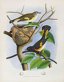 Gentry Chromolithograph Bird, Nest Redstart - Panteek Antique Prints