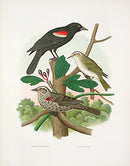 Gentry Chromolithograph Bird, Nest Redwing Blackbirds - Panteek Antique Prints