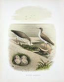 Gentry Chromolithograph Bird, Nest Sandpiper - Panteek Antique Prints