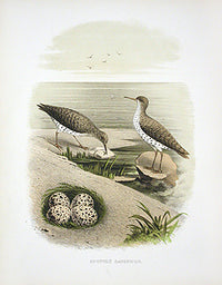 Gentry Chromolithograph Bird, Nest Sandpiper - Panteek Antique Prints
