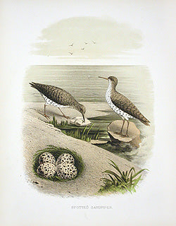 Gentry Chromolithograph Bird, Nest Sandpiper