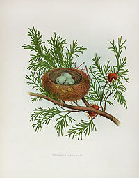 Gentry Chromolithograph Bird, Nest Sparrow Nest & Eggs