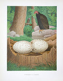 Gentry Chromolithograph Bird, Nest Turkey Buzzard - Panteek Antique Prints
