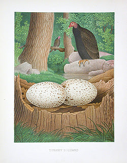 Gentry Chromolithograph Bird, Nest Turkey Buzzard