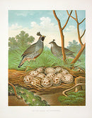 Gentry Chromolithograph Bird, Nest Valley Quail - Panteek Antique Prints