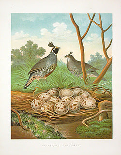 Gentry Chromolithograph Bird, Nest Valley Quail