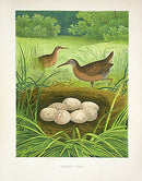 Gentry Chromolithograph Bird, Nest Virginia Rail - Panteek Antique Prints